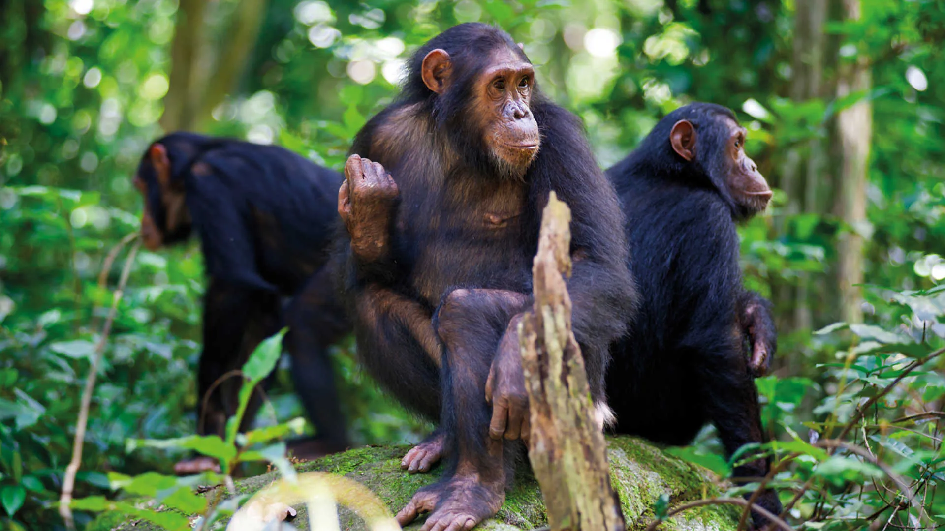 Frequently-Asked-Nyungwe-National-Park-Questions