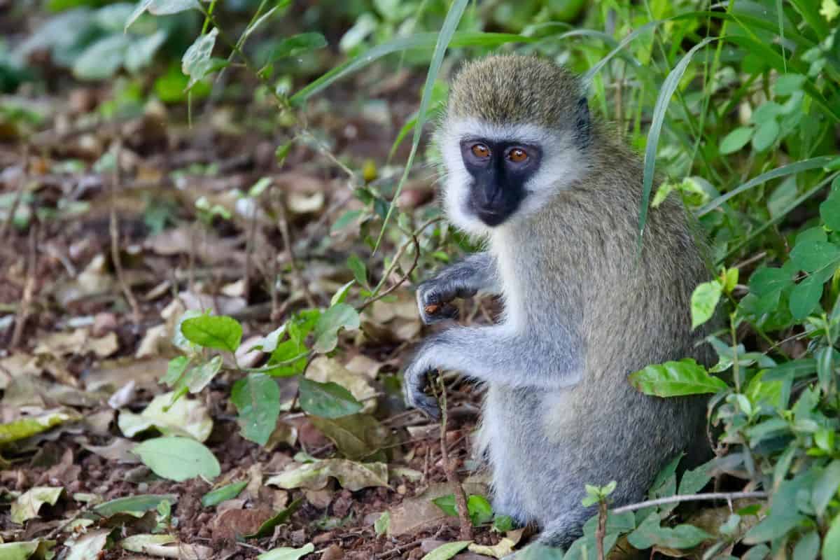 vervet-nyungwe